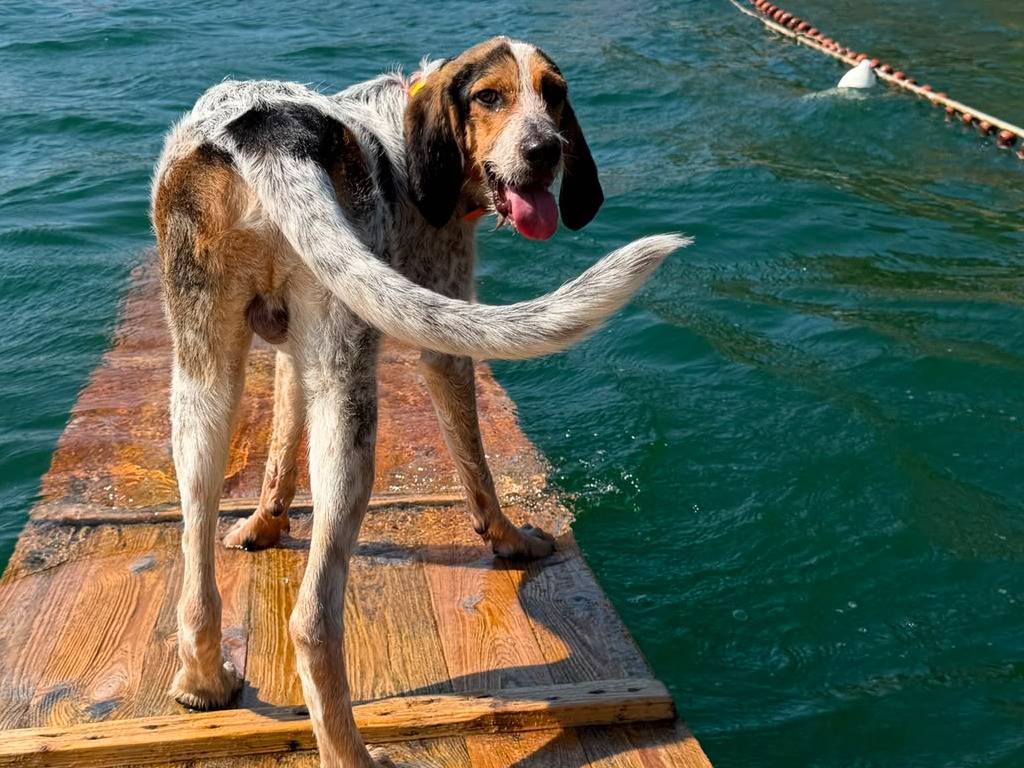 Adotta un cane, taglia media, maschio, Caserta