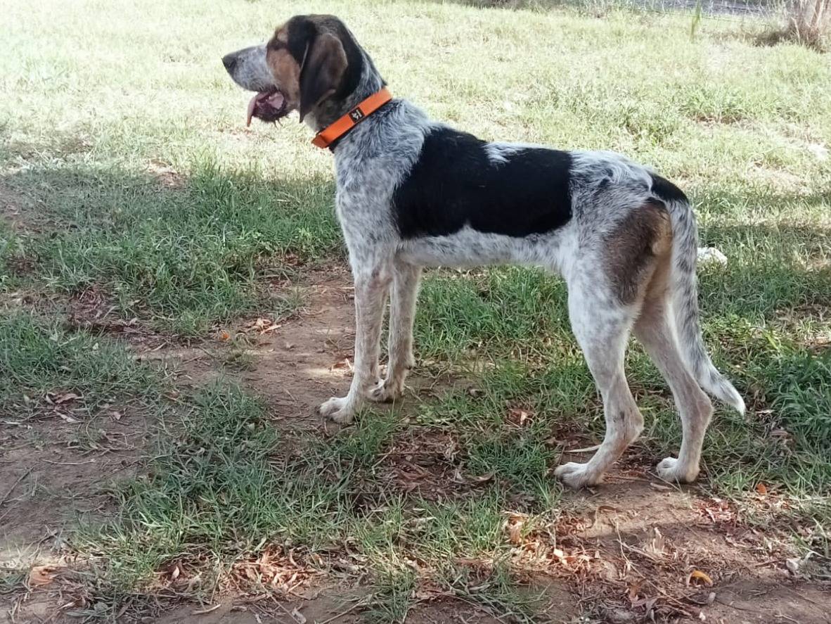 Vuoi adottare un cane a Caserta?