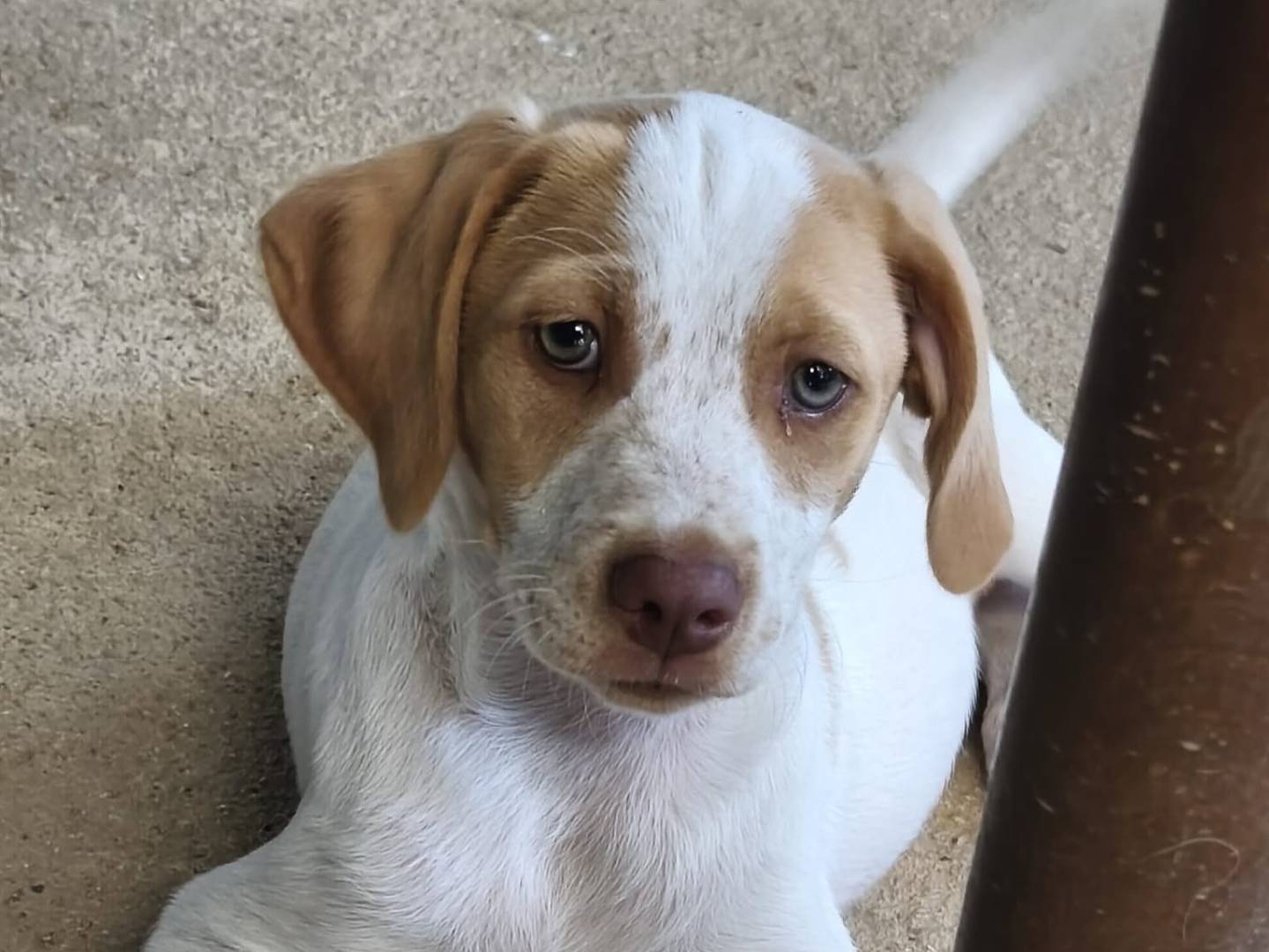 Adozione cane, maschio, Razza sconosciuta Razza sconosciuta, 4 mesi, taglia media, Avellino