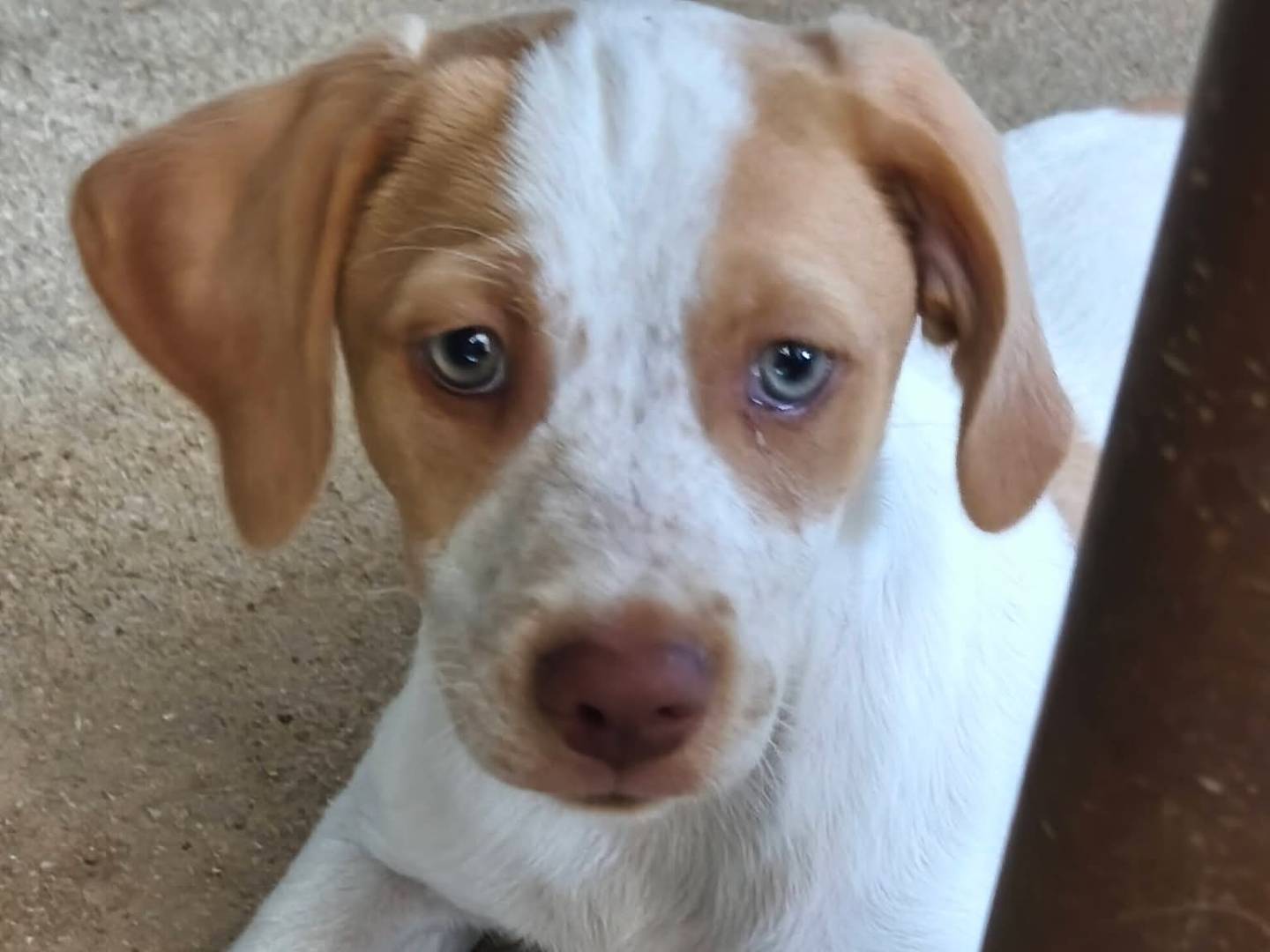 Adotta un cane, maschio, 4 mesi, Avellino