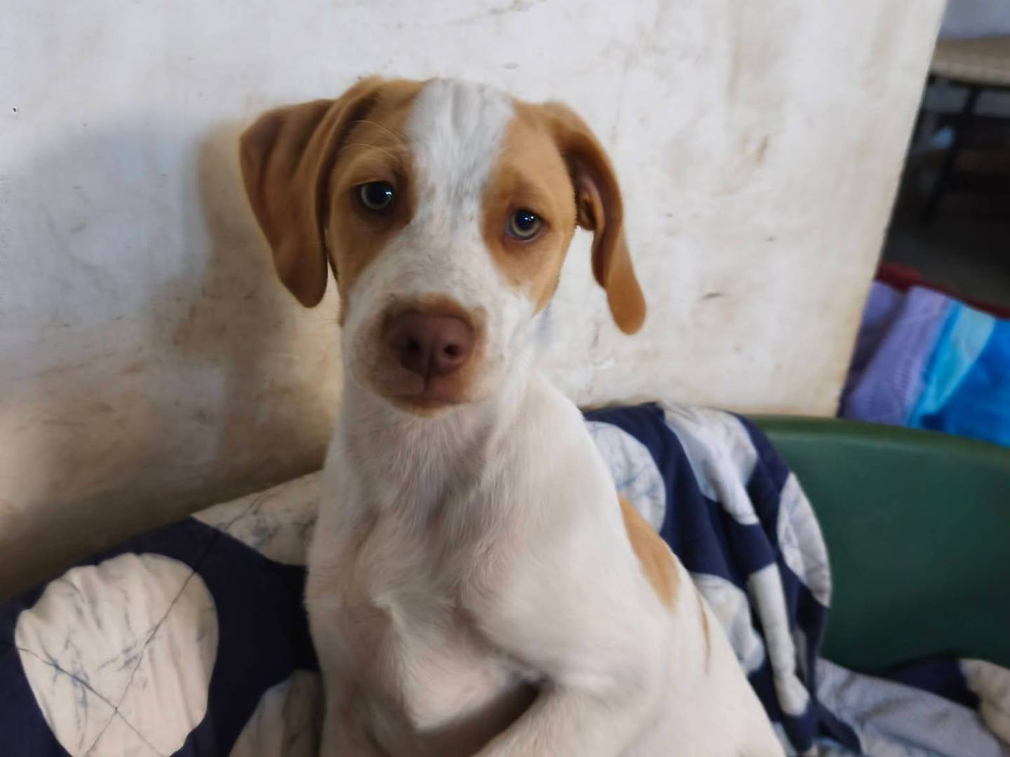 Adotta un cane, taglia media, maschio, Avellino