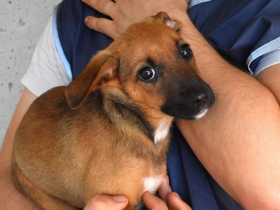 Adozione cane, femmina, Razza sconosciuta Razza sconosciuta, 5 mesi, taglia media, Roma