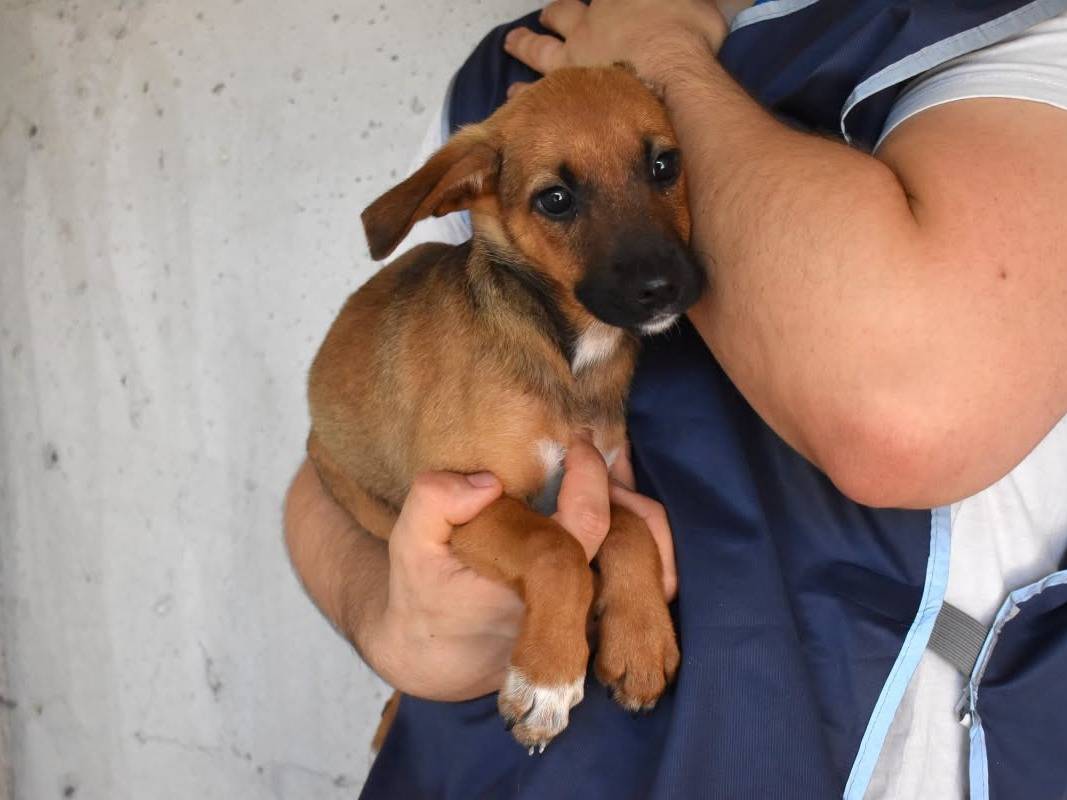 Adotta un cane, femmina, 5 mesi, Roma