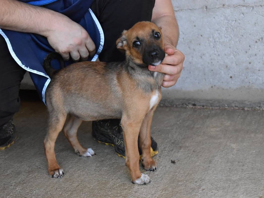 Adotta un cane, taglia media, femmina, Roma