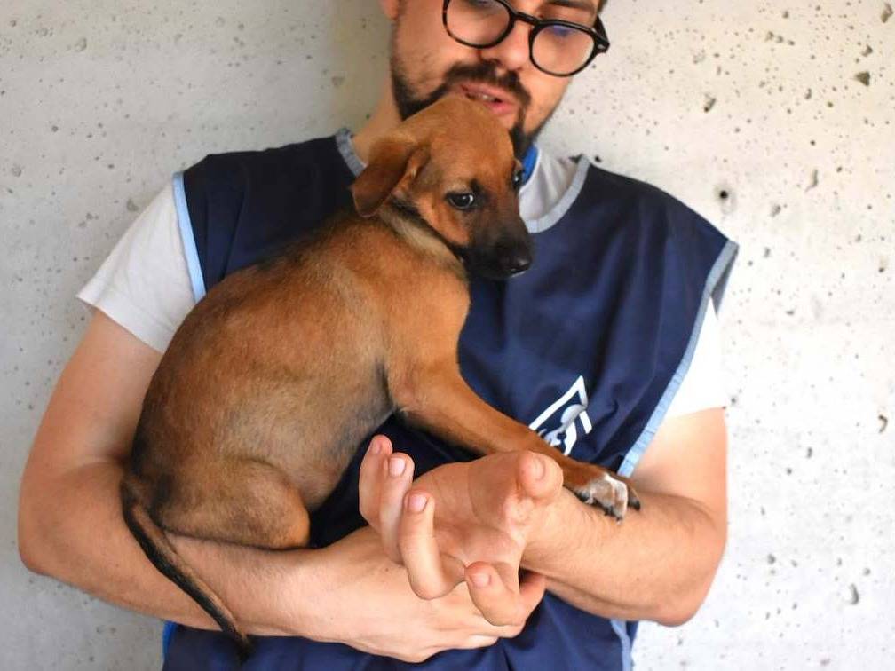 Vuoi adottare un cane a Roma?