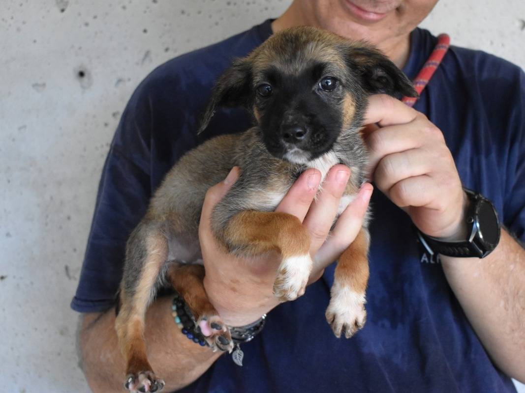 Adotta il cane TALISSE a Roma