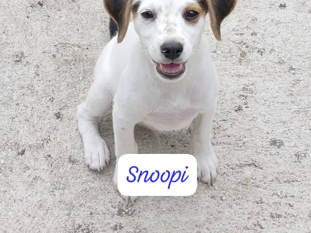 Adozione cane, maschio, Razza sconosciuta Razza sconosciuta, 3 mesi, taglia media contenuta, Avellino