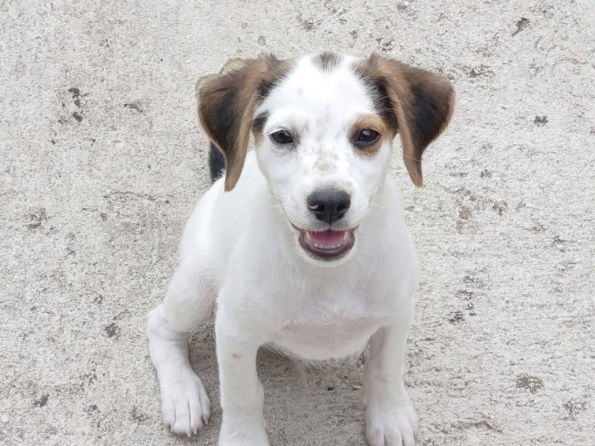 Adotta un cane, maschio, 3 mesi, Avellino