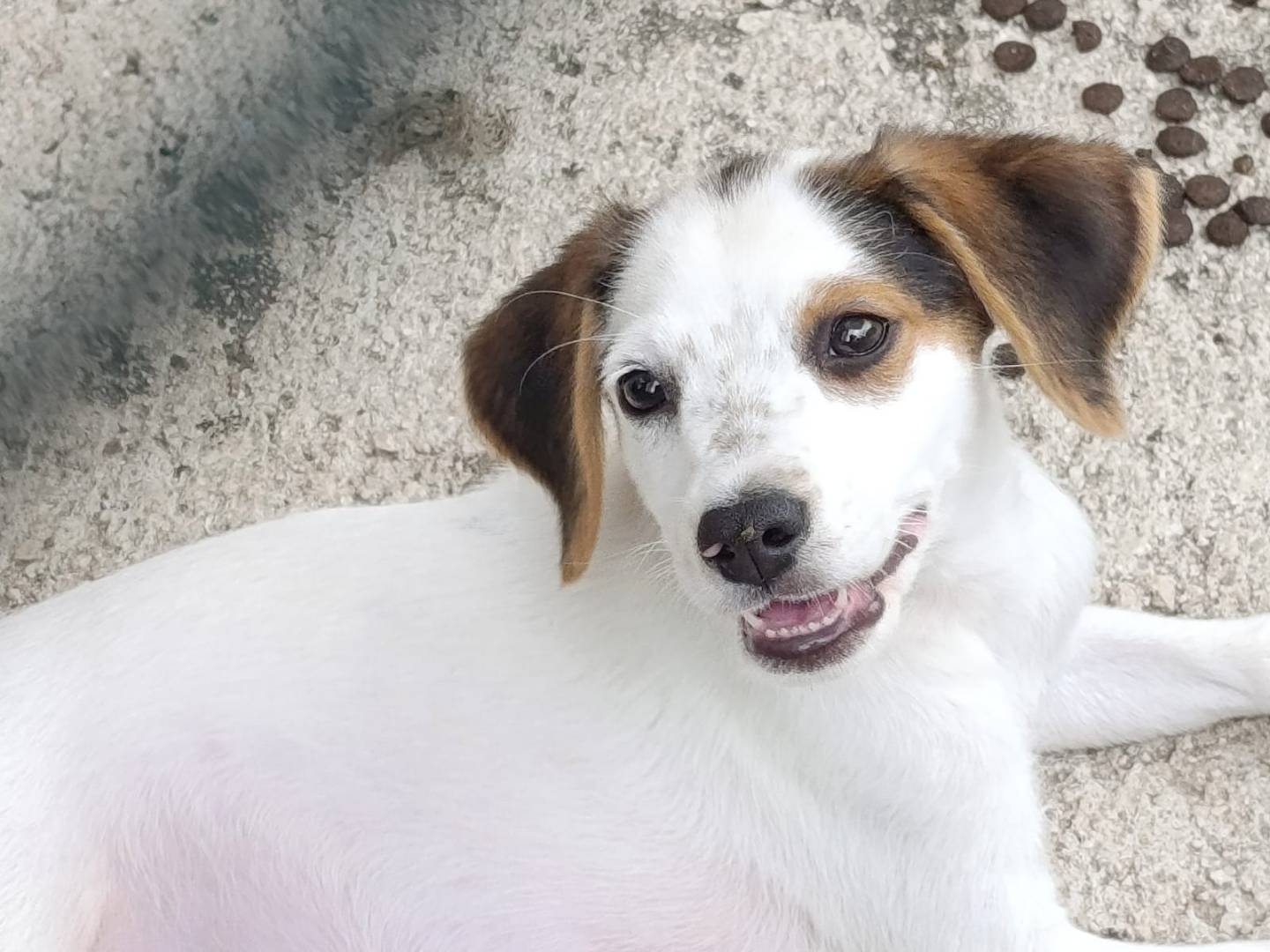 Adotta un cane, taglia media contenuta, maschio, Avellino