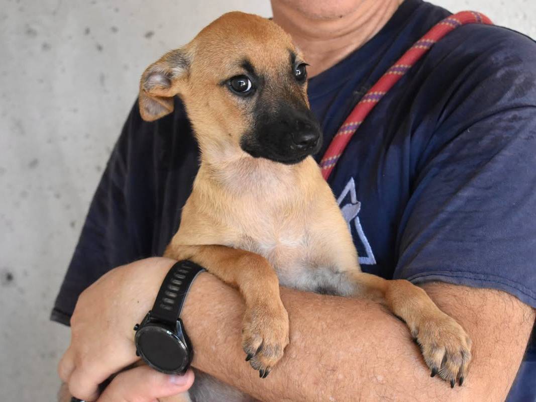 Adozione cane, femmina, Razza sconosciuta Razza sconosciuta, 5 mesi, taglia media, Roma