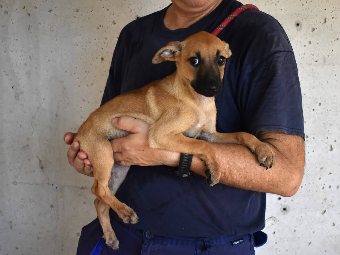 Adotta un cane, femmina, 5 mesi, Roma