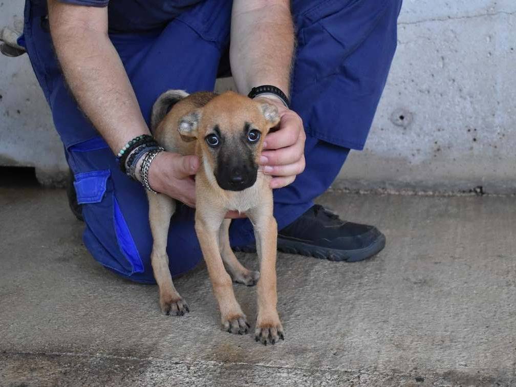 Adotta un cane, taglia media, femmina, Roma