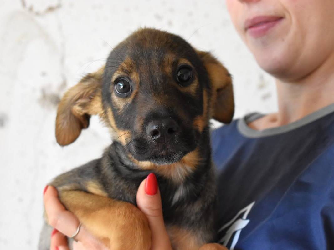 Adozione cane, maschio, Razza sconosciuta Razza sconosciuta, 5 mesi, taglia media, Roma