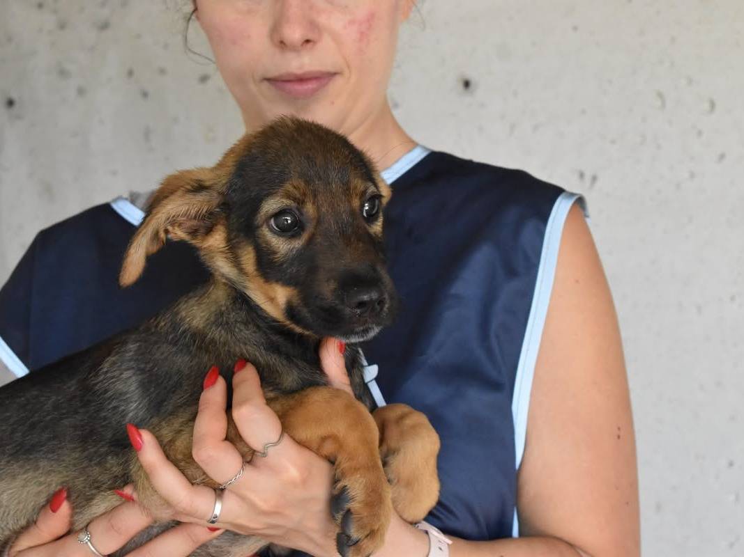 Adotta un cane, maschio, 5 mesi, Roma
