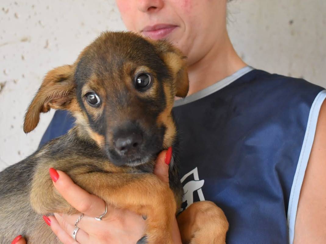 Adotta un cane, taglia media, maschio, Roma