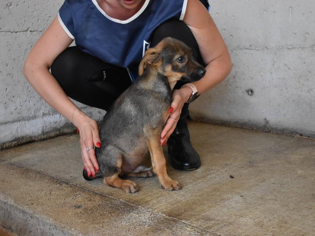 Vuoi adottare un cane a Roma?