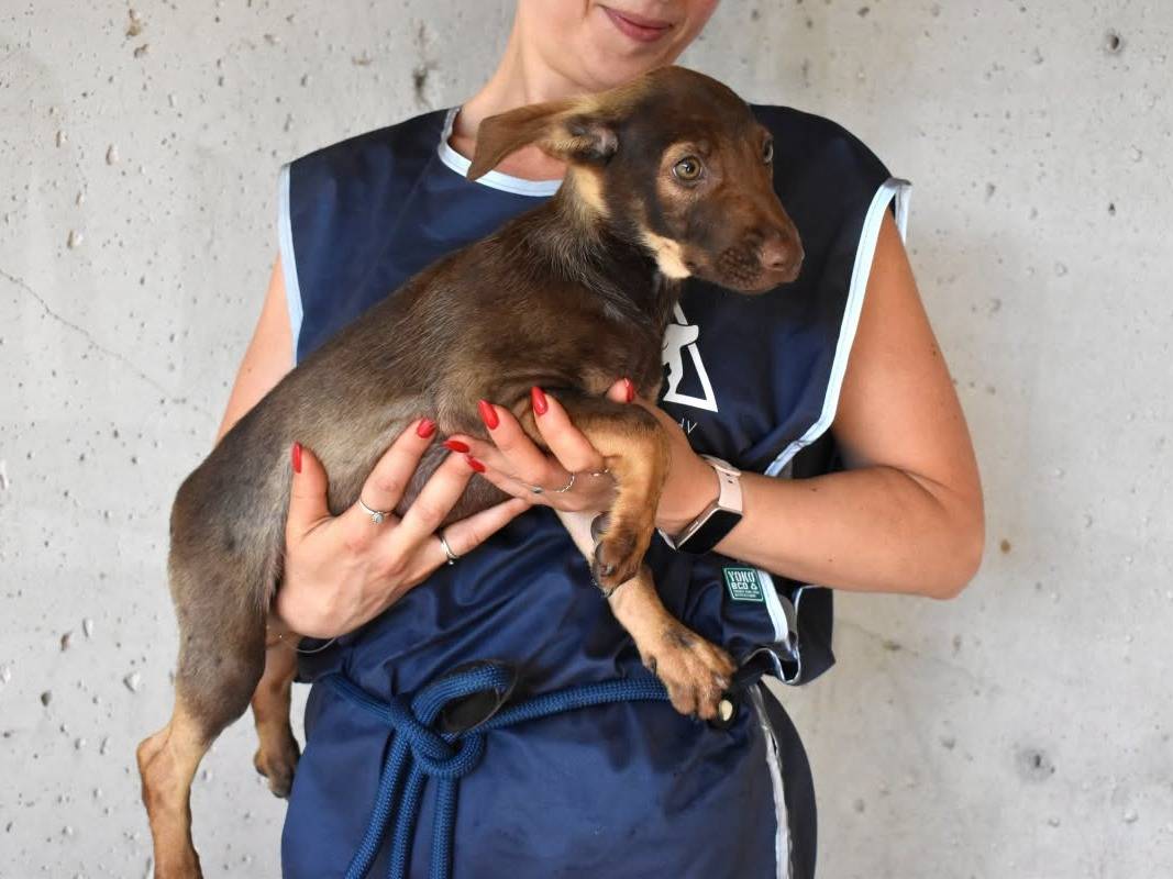 Adotta un cane, maschio, 5 mesi, Roma