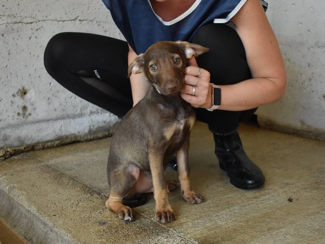 Adotta un cane, taglia media, maschio, Roma