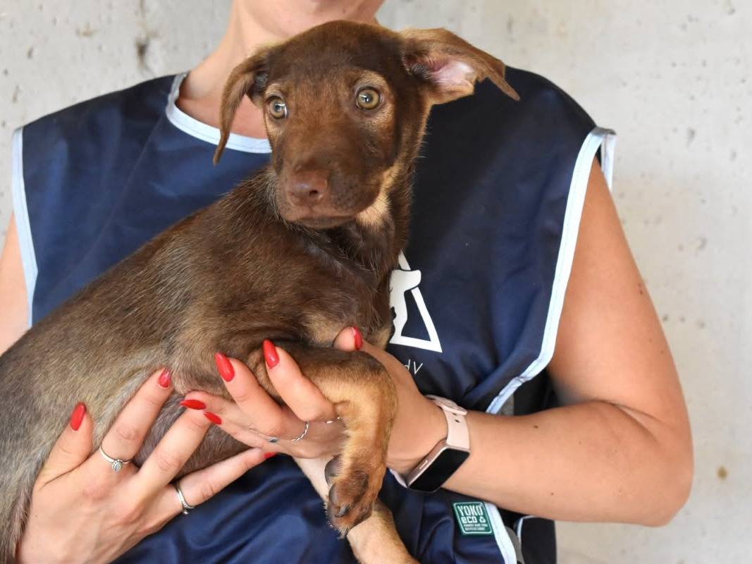 Vuoi adottare un cane a Roma?