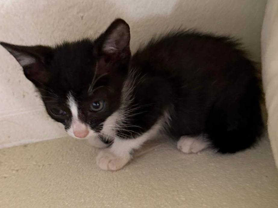 Vuoi adottare un gatto a Latina?
