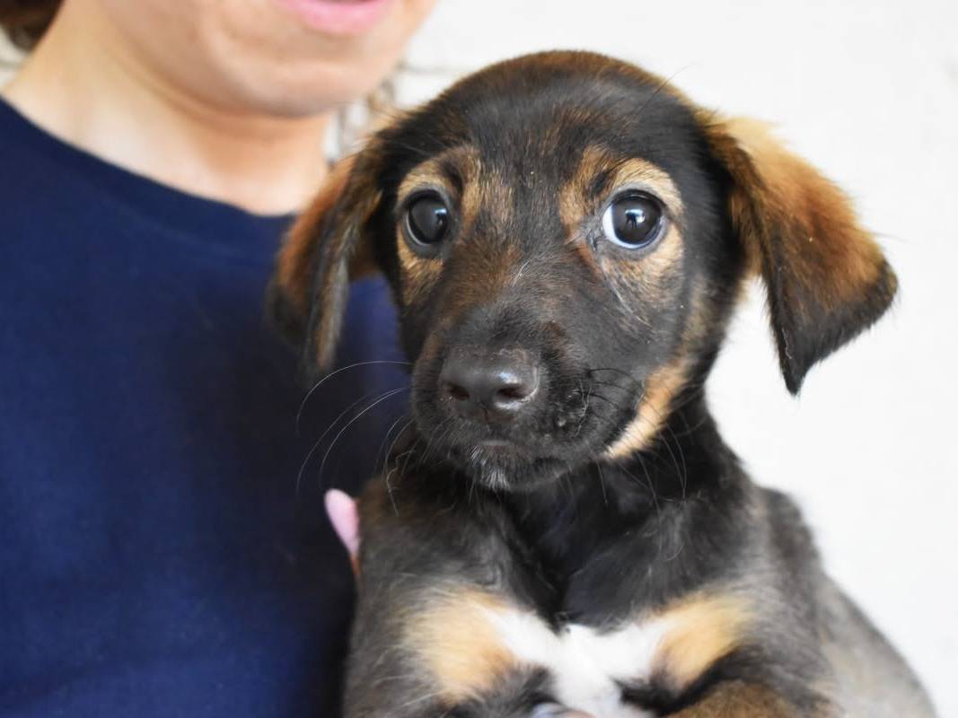 Adozione cane, maschio, Razza sconosciuta Razza sconosciuta, 5 mesi, taglia media, Roma