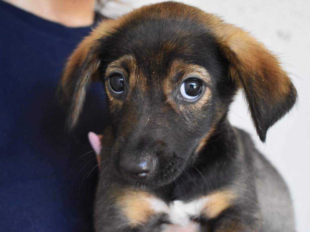 Vuoi adottare un cane a Roma?