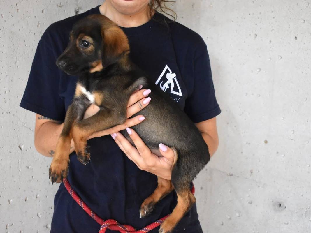 Adotta un cane, maschio, 5 mesi, Roma