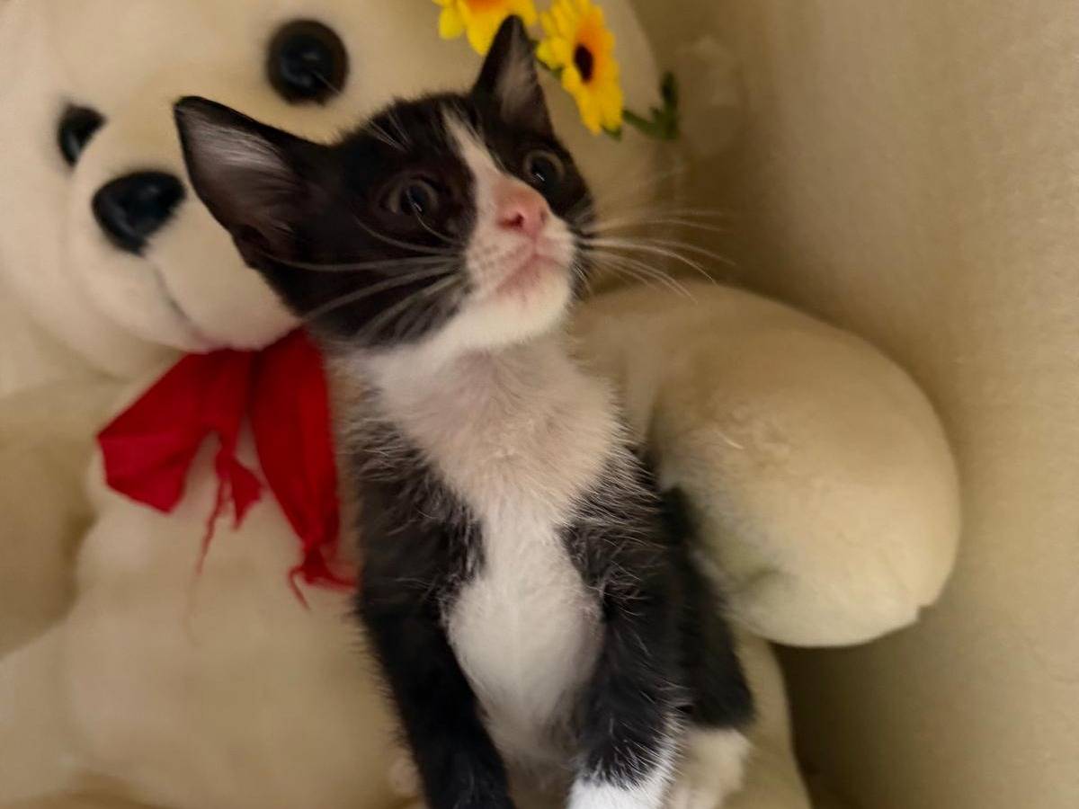 Adotta il gatto CARAMELLINO a Latina