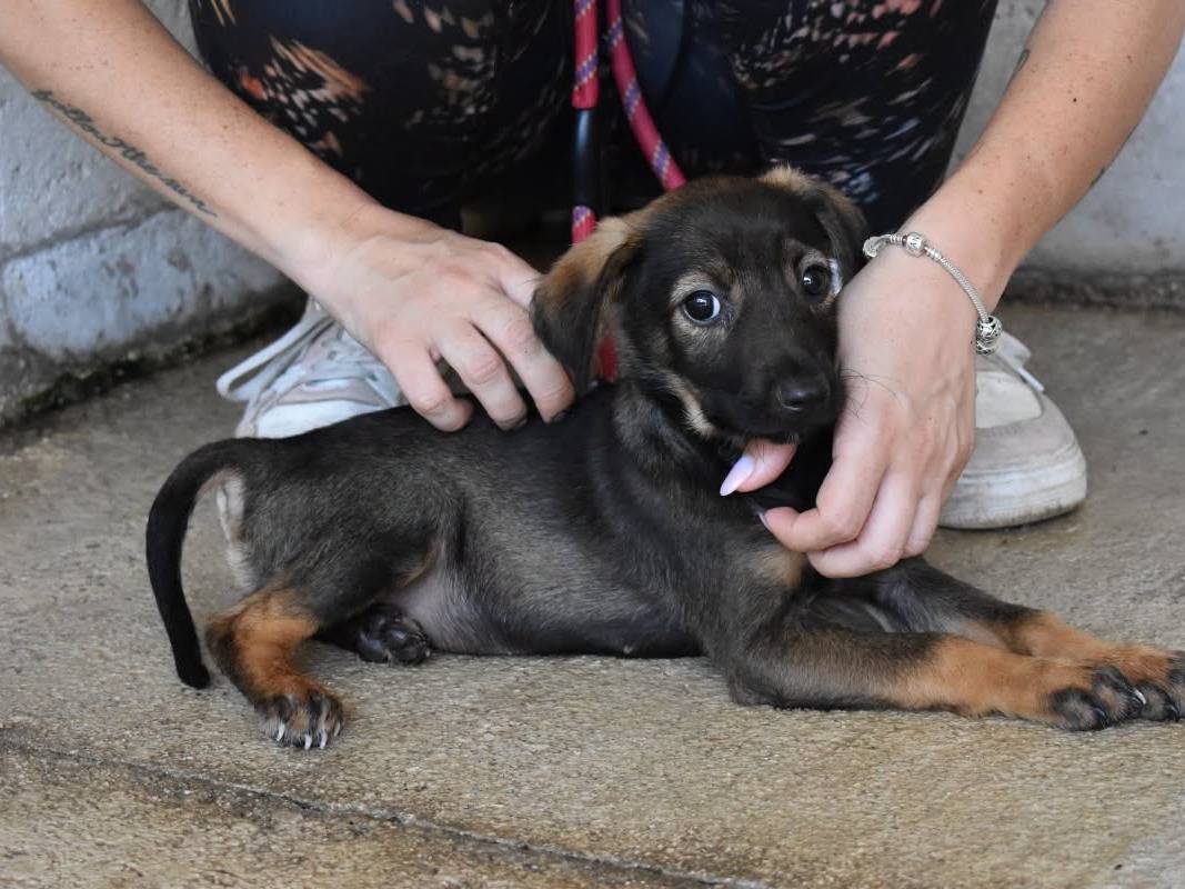 Adotta un cane, taglia media, maschio, Roma
