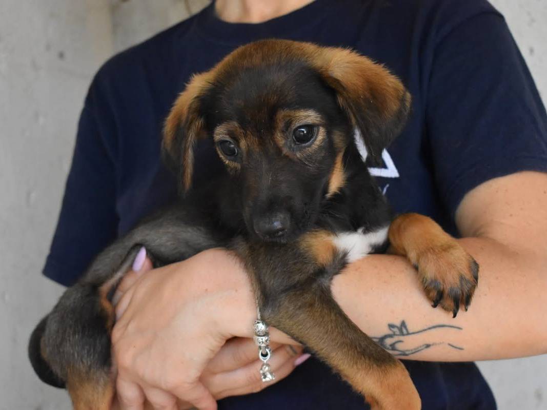 Adotta il cane TOKE a Roma