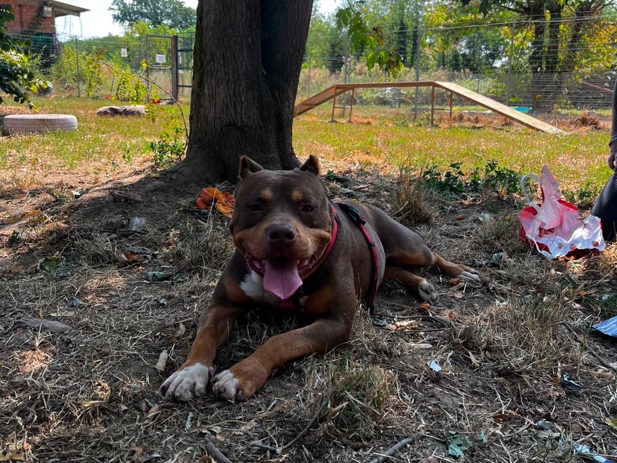 Adozione cane, maschio, American Staffordshire Terrier Razza sconosciuta, 5 anni e 8 mesi, taglia media, Pavia