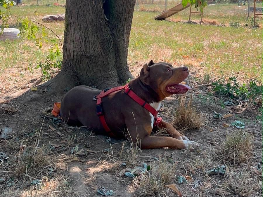 Adotta un cane, maschio, 5 anni e 8 mesi, Pavia