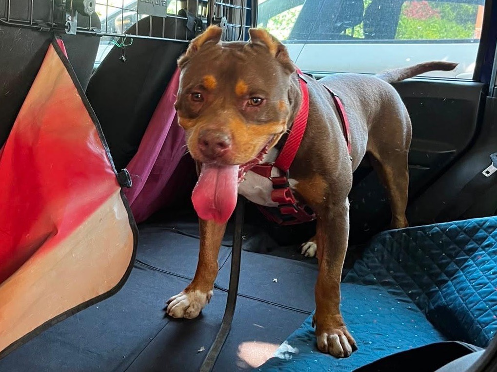 Adotta un cane, taglia media, maschio, Pavia
