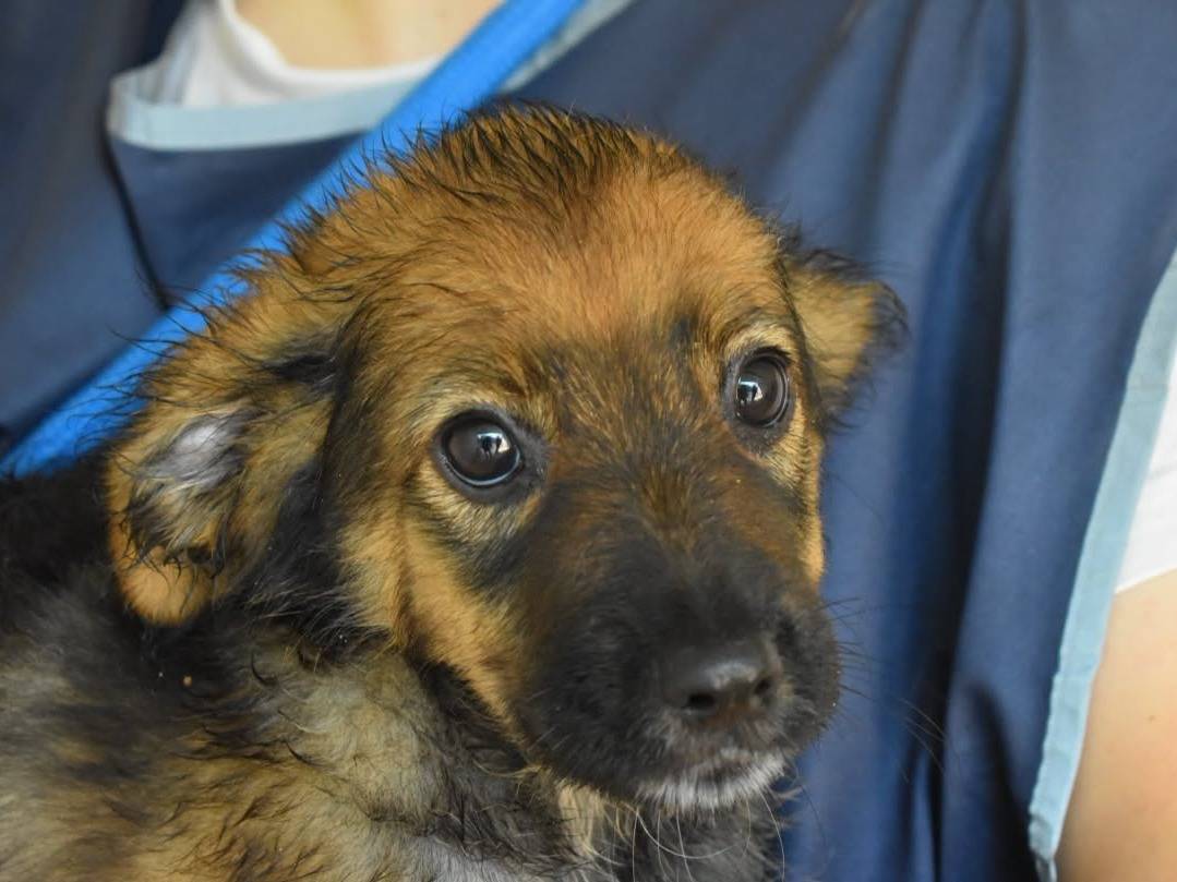 Adozione cane, maschio, Razza sconosciuta Razza sconosciuta, 5 mesi, taglia media, Roma