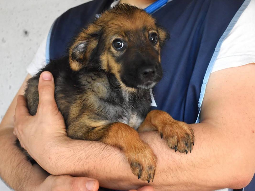 Adotta un cane, maschio, 5 mesi, Roma