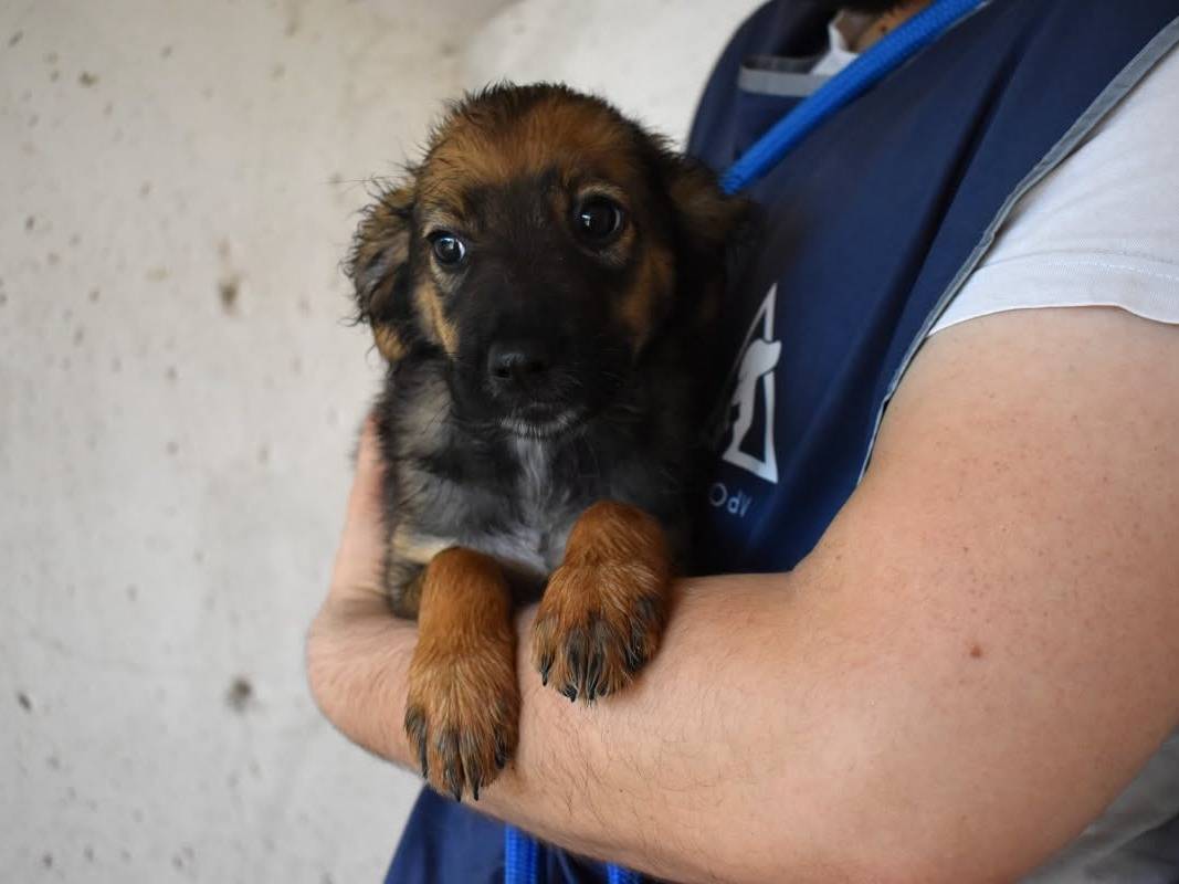 Adotta un cane, taglia media, maschio, Roma