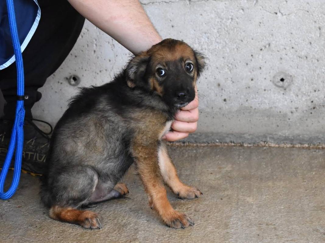 Vuoi adottare un cane a Roma?