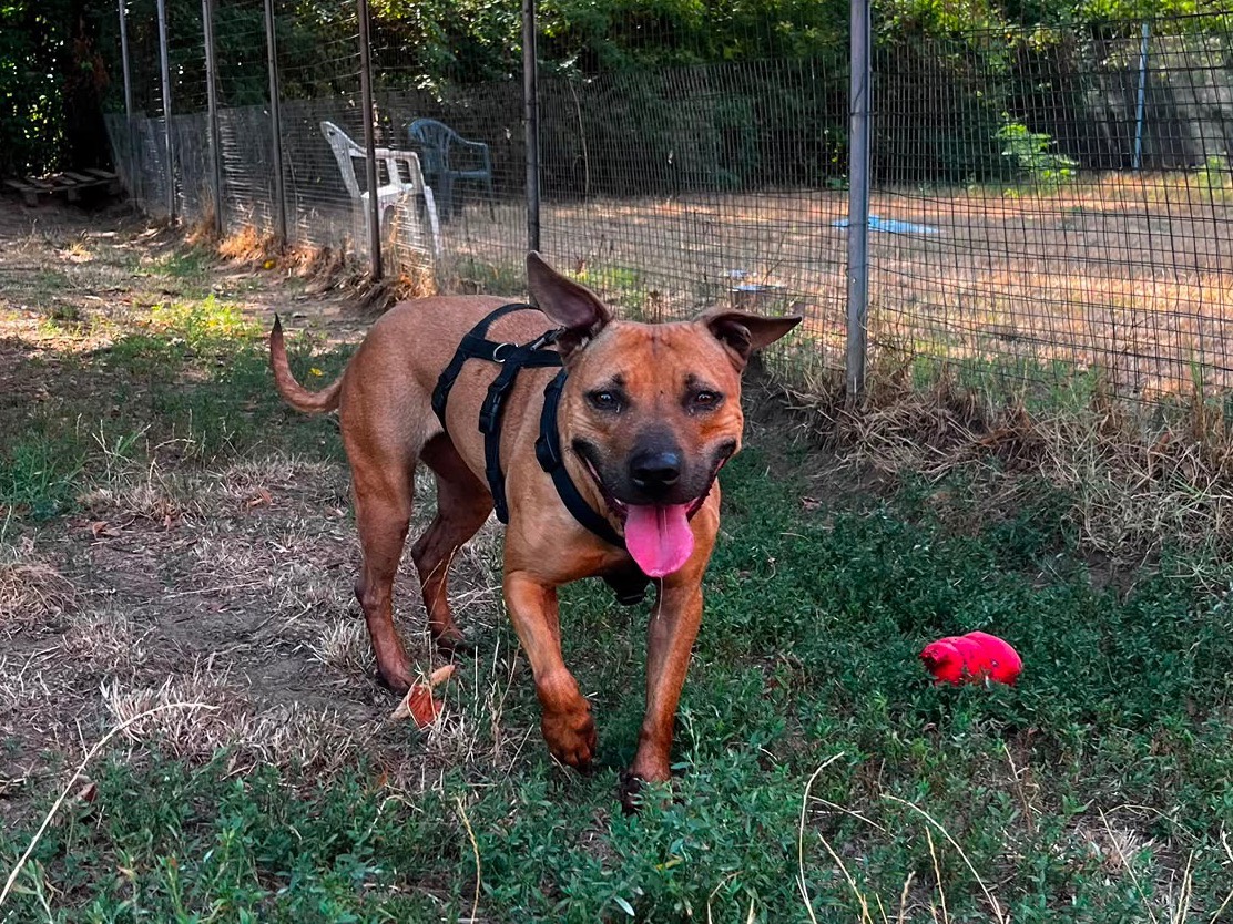 Adozione cane, femmina, American Staffordshire Terrier Pitbull, 5 anni e 8 mesi, taglia media, Pavia
