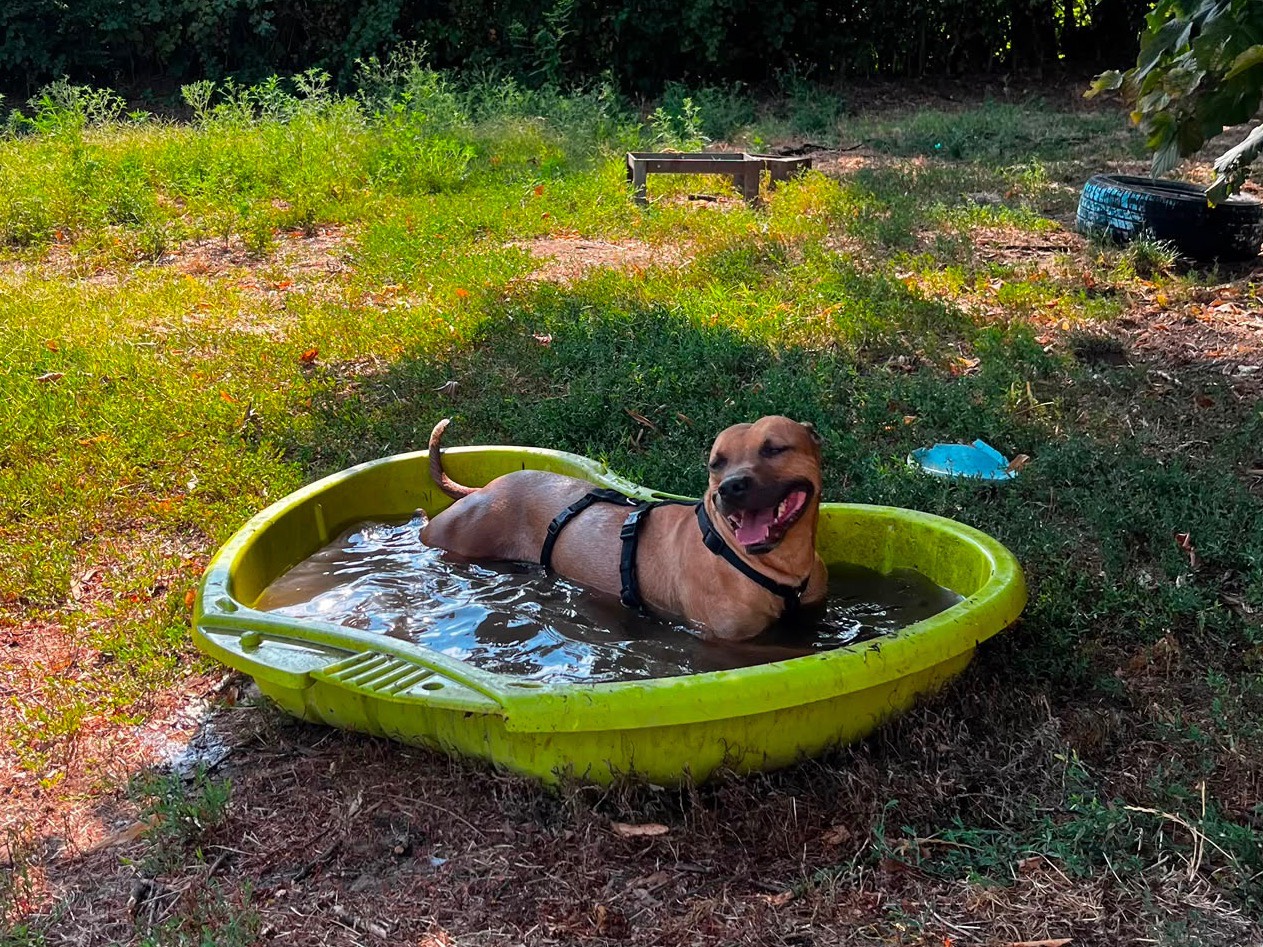 Adotta un cane, femmina, 5 anni e 8 mesi, Pavia