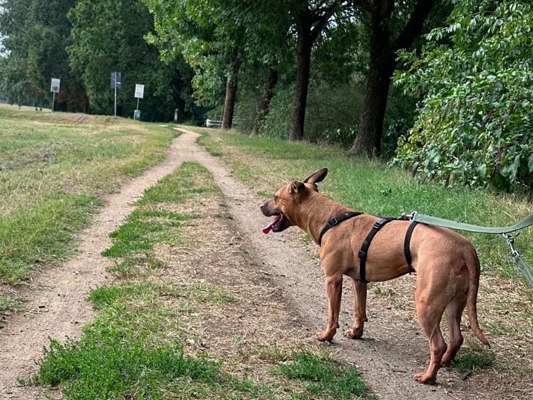 Adotta un cane, taglia media, femmina, Pavia