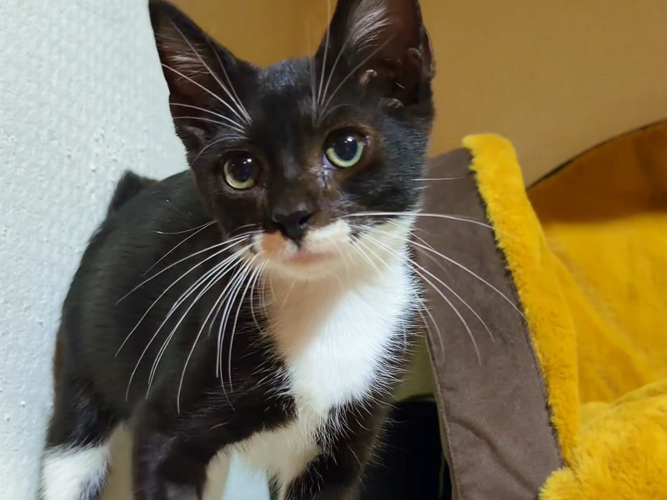 Vuoi adottare un gatto a Latina?