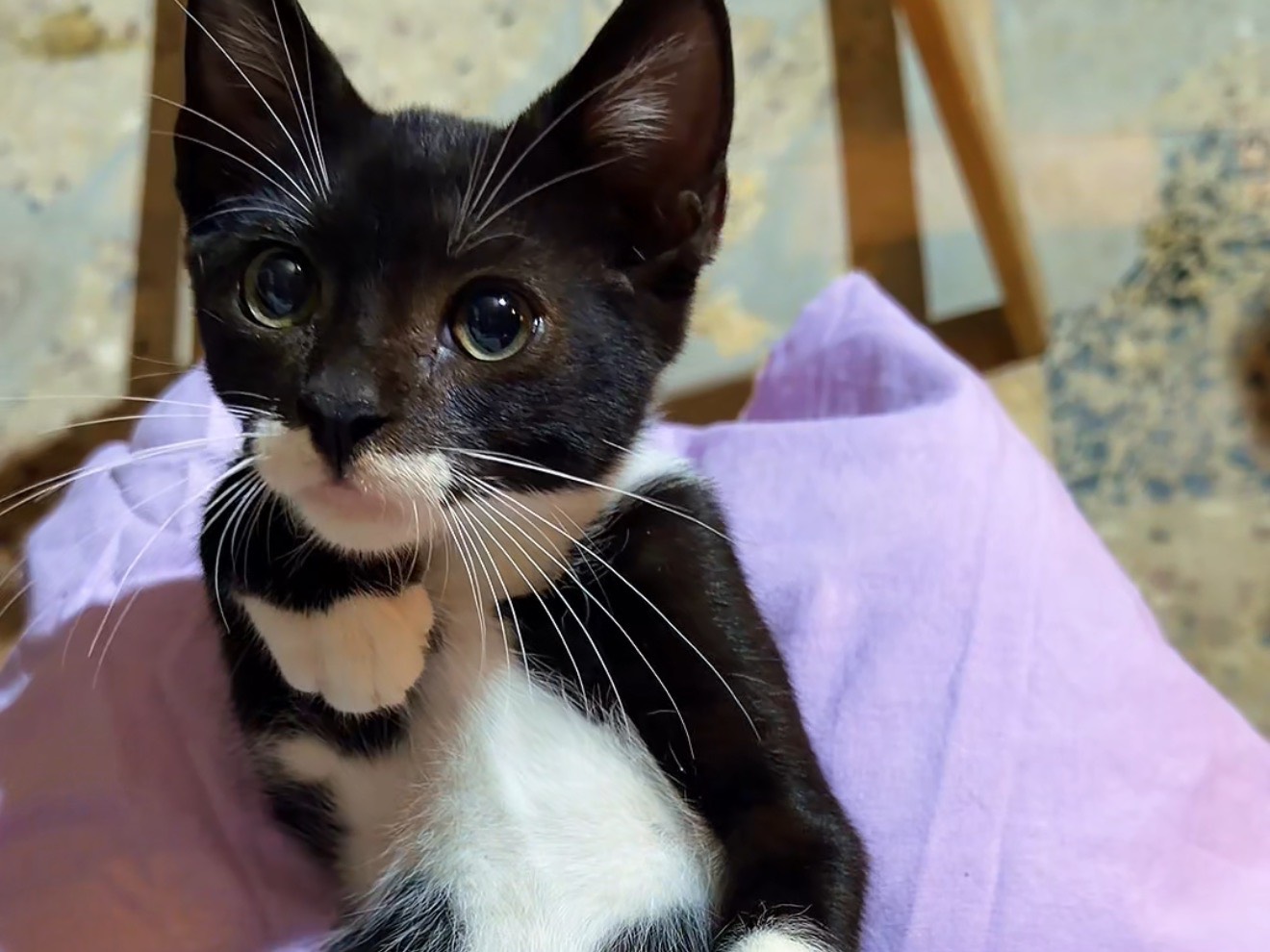 Adotta il gatto Pierino a Latina