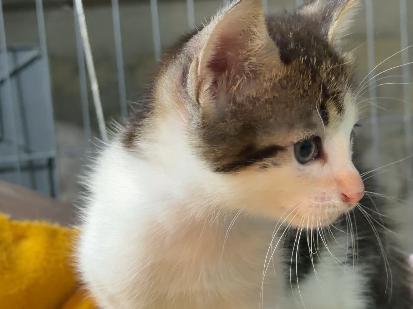 Adozione gatto, maschio, Razza sconosciuta Razza sconosciuta, 2 mesi, taglia non valida, Latina