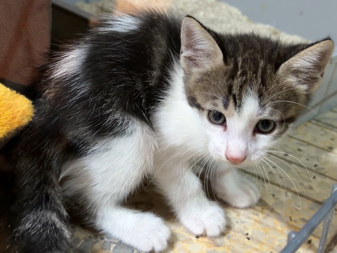 Adotta un gatto, maschio, 2 mesi, Latina
