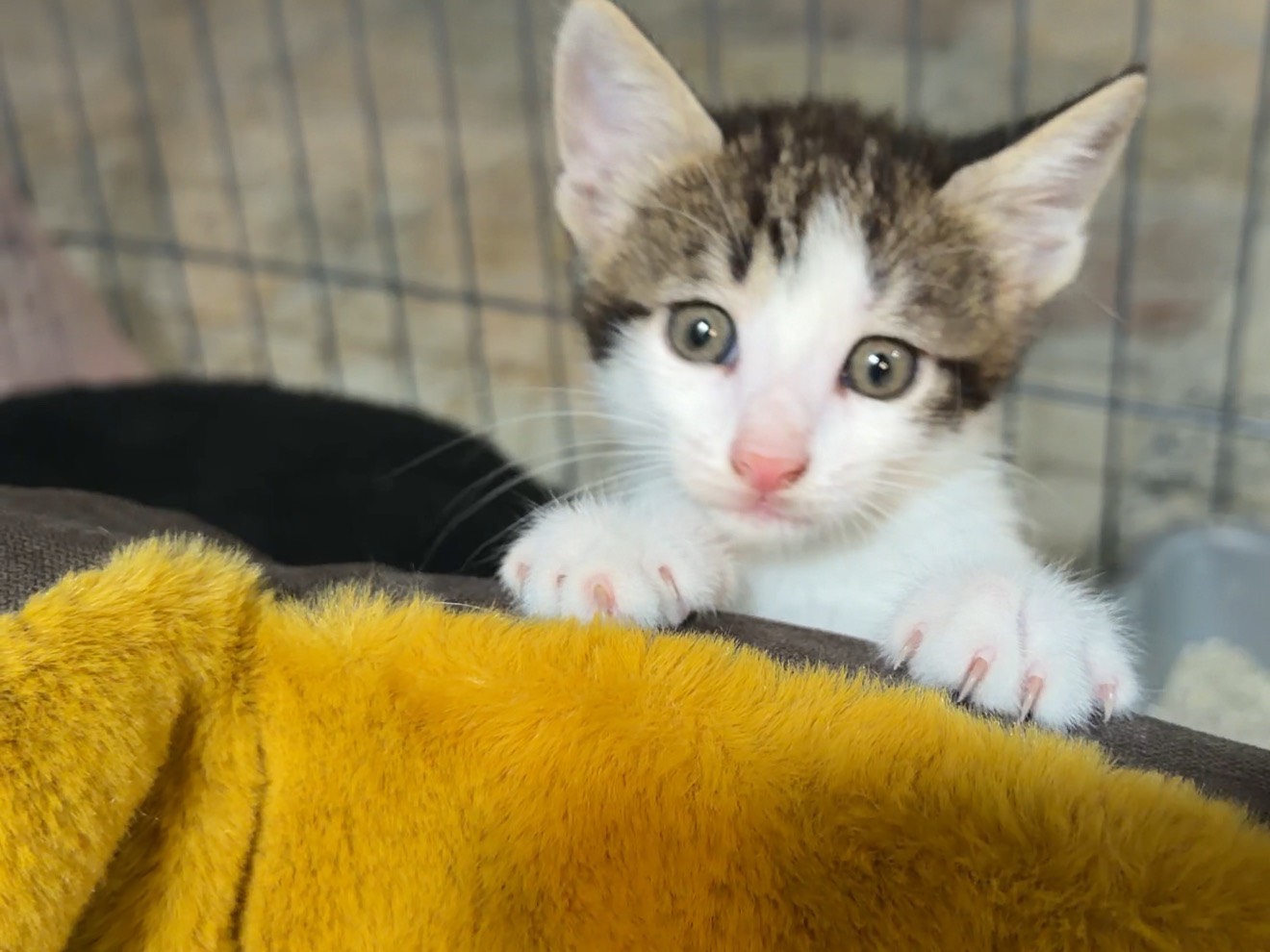 Adotta un gatto, taglia non valida, maschio, Latina