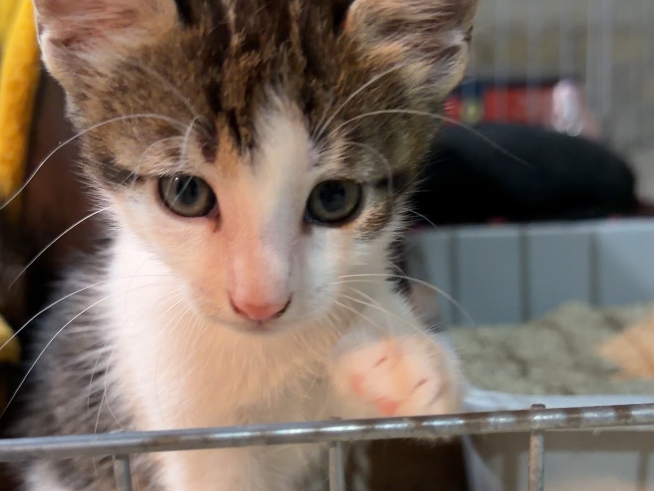Vuoi adottare un gatto a Latina?