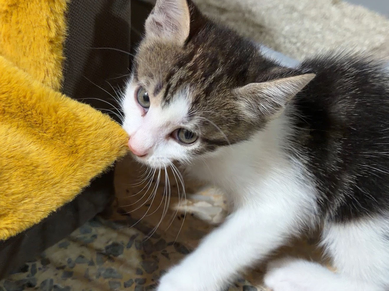 Adotta il gatto Loki a Latina