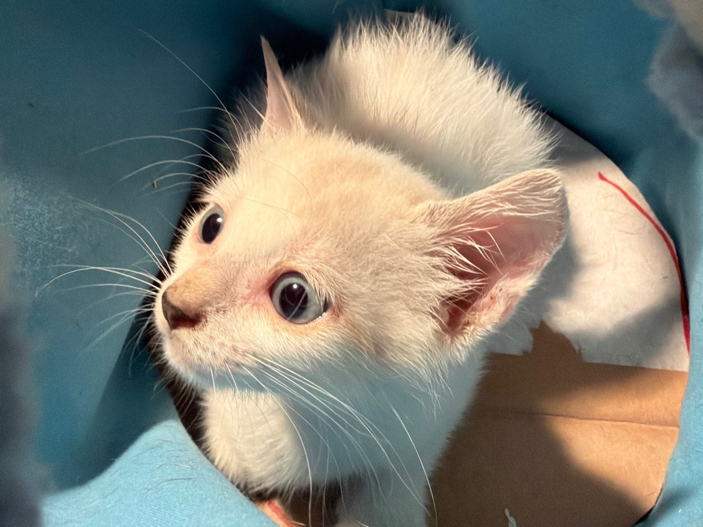 Adozione gatto, femmina, Razza sconosciuta Razza sconosciuta, 2 mesi, taglia non valida, Latina