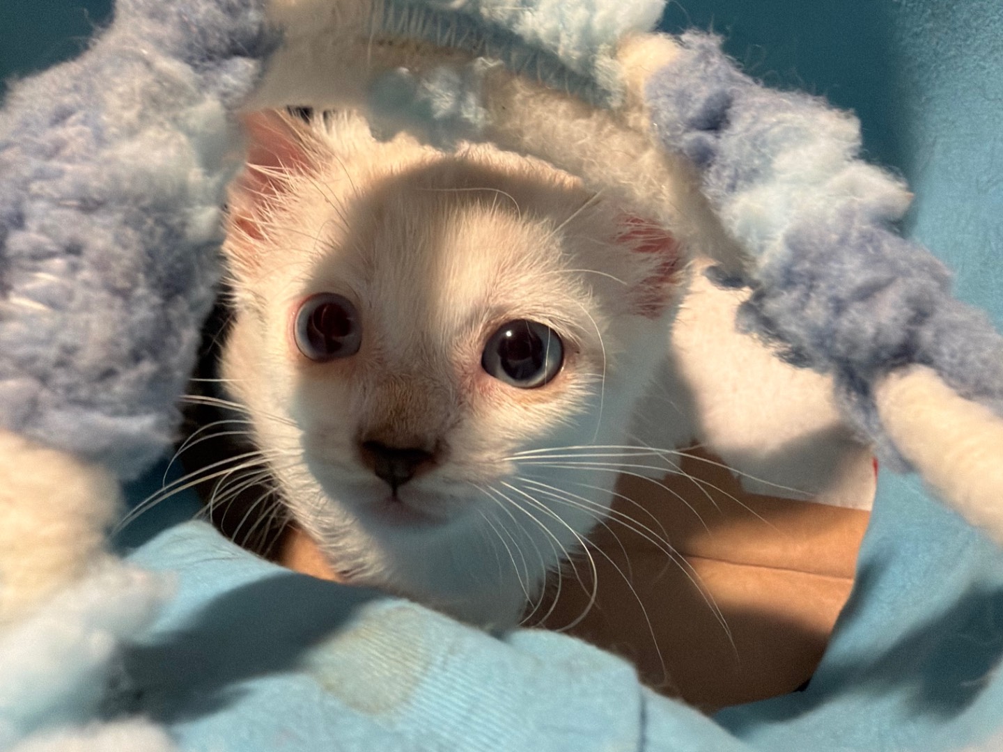 Adotta un gatto, femmina, 2 mesi, Latina