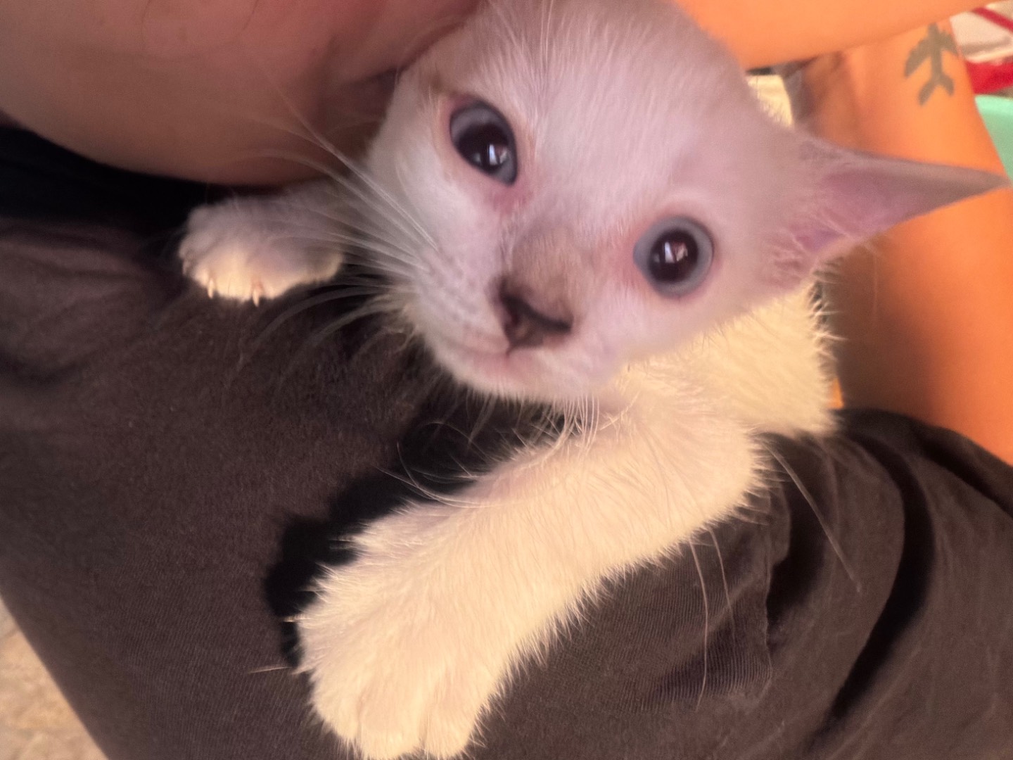 Adotta un gatto, taglia non valida, femmina, Latina